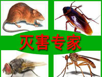 怎樣預(yù)防老鼠？